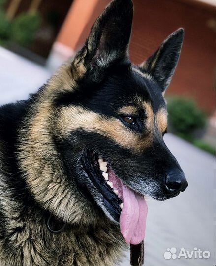 Немецкая овчарка вязка(кобель)