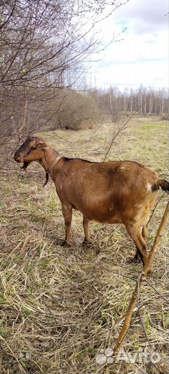 Альпо-Нубийская дойная коза