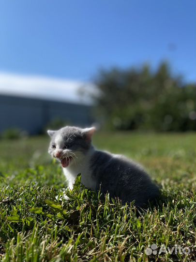 Шотландские котята