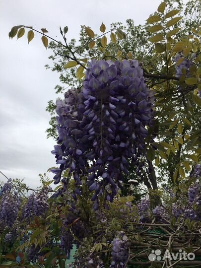 Бронь на семена(Лиана Глициния)