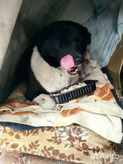 Собака в добрые руки отдам бесплатно