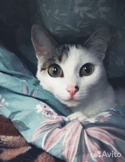 Котенок в дар