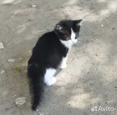 Котята мальчики в добрые руки