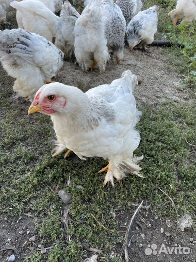 Петушки курочки Брама