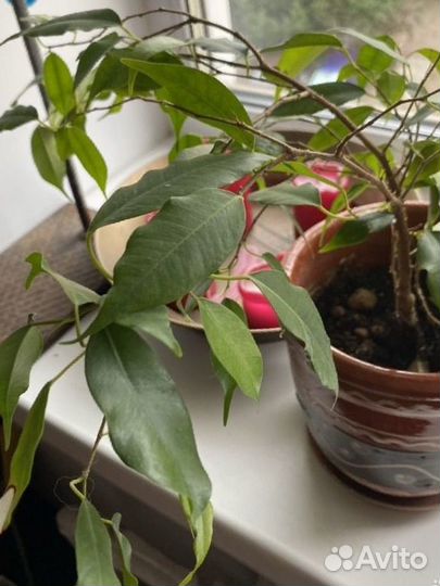 Фикус, бегония