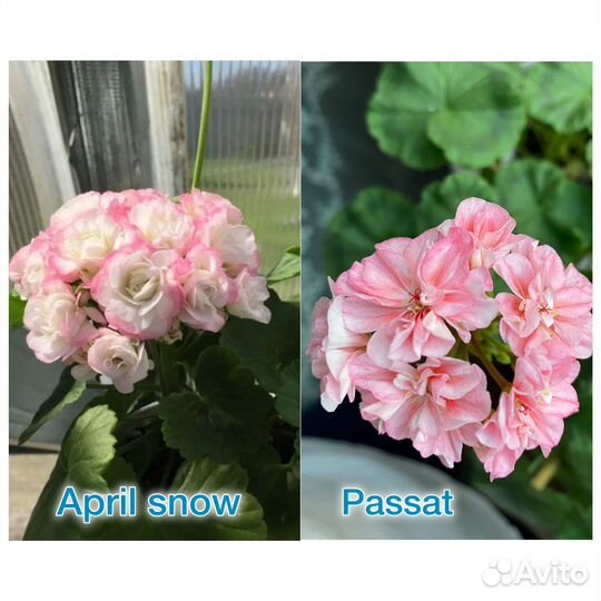Черенки пеларгонии разные сорта