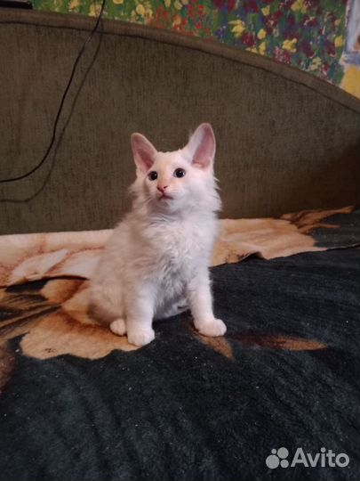 Кошки в добрые руки