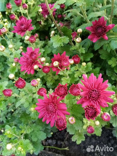 Хризантемы мультики