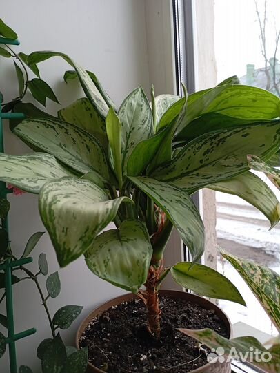 Комнатные цветы