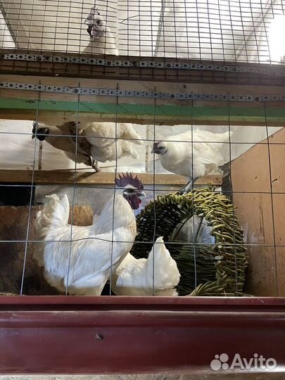 Инкубационное яйцо породной птицы