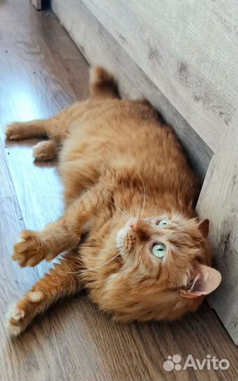 Роскошная пушистая рыжая зеленоглазая коша в дар