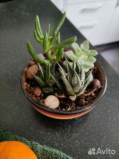 Суккуленты набор