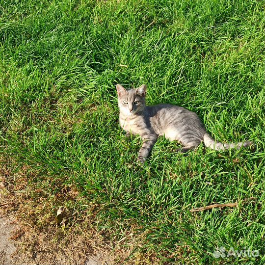 Котята (мать крыселовка)