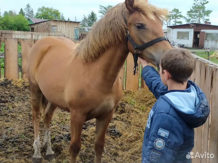 Кобылка. Тяжеловоз