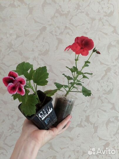 Королевская пеларгония