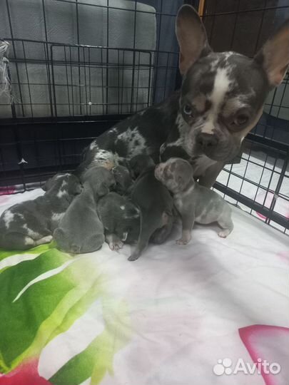 Французский бульдог