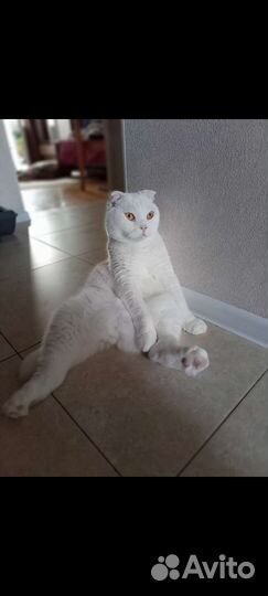 Передержка кошек