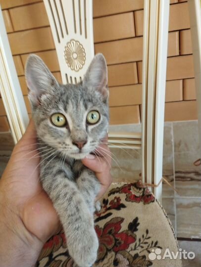 Кошка в дар бесплатно