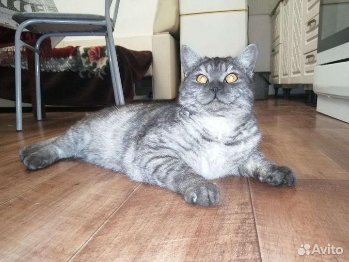 Британский кот на вязку