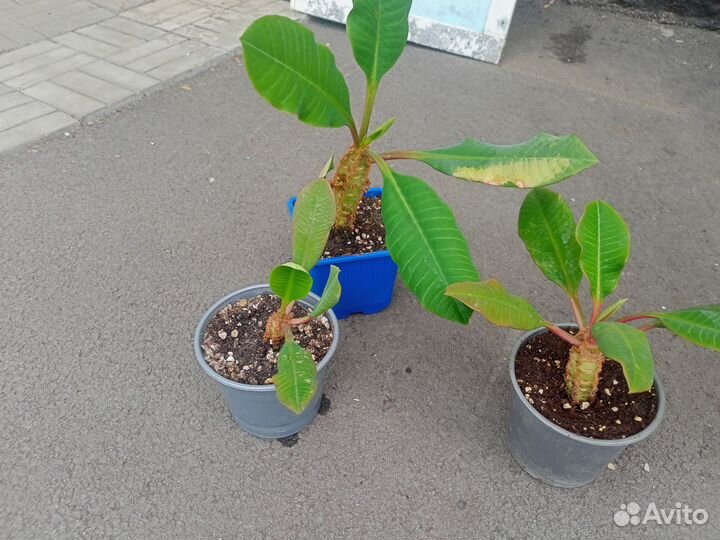 Комнатные растения цветы