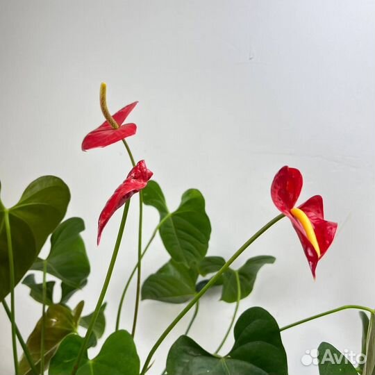 Антуриум Андре