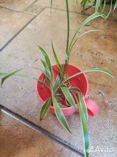 Хлорофитум пестролистный детка