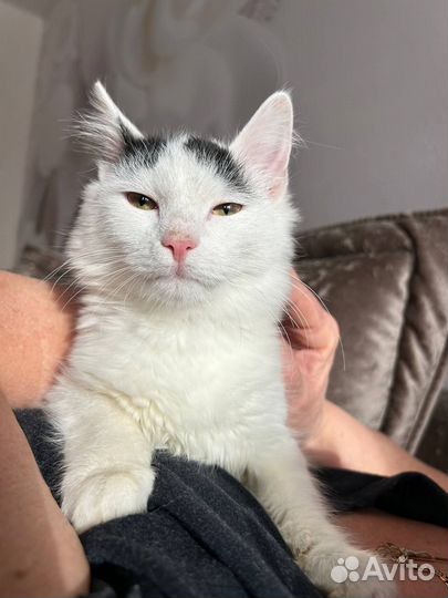 Кошечка 5 месяцев