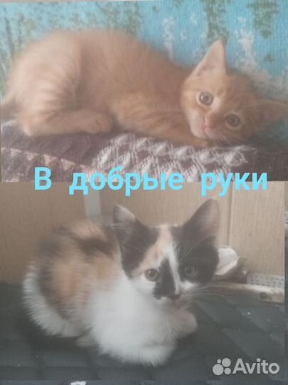 2 котенка бесплатно