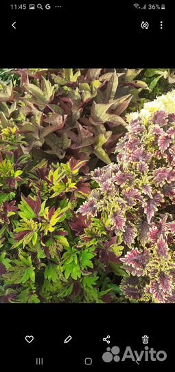 Ипомея батат и Колеусы