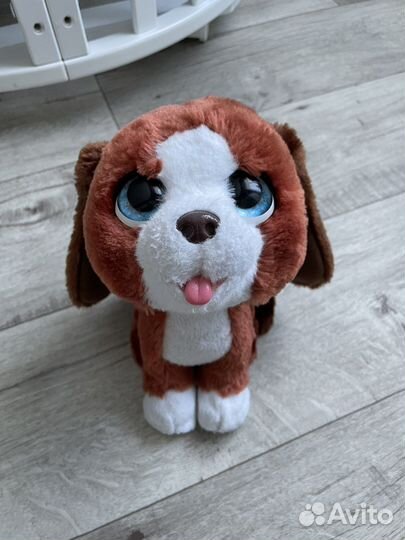 Заяц проектор и интерактивная собака