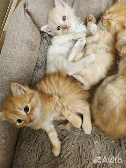 Кошка в дар