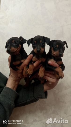 Цвергпинчер