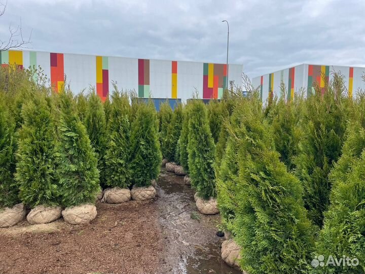 Туя смарагд 140 см