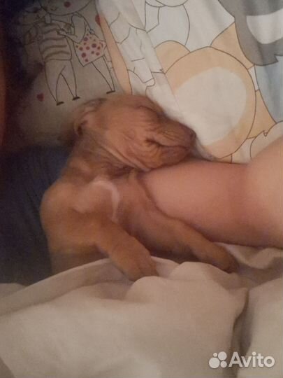 Щенок таксы