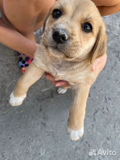 Дворяги в добрые руки