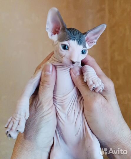 Котята канадского сфинкса