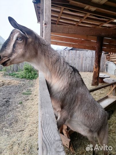 Козел вязка