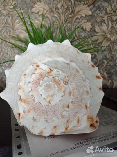 Большая морская раковина, сувенир