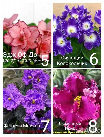 Фиалки - листья- от 30 до 50 р