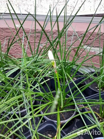 Зефирантес или 