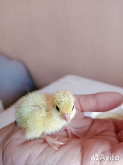 Яйца перепелиные инкубационные