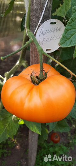 Рассада помидор