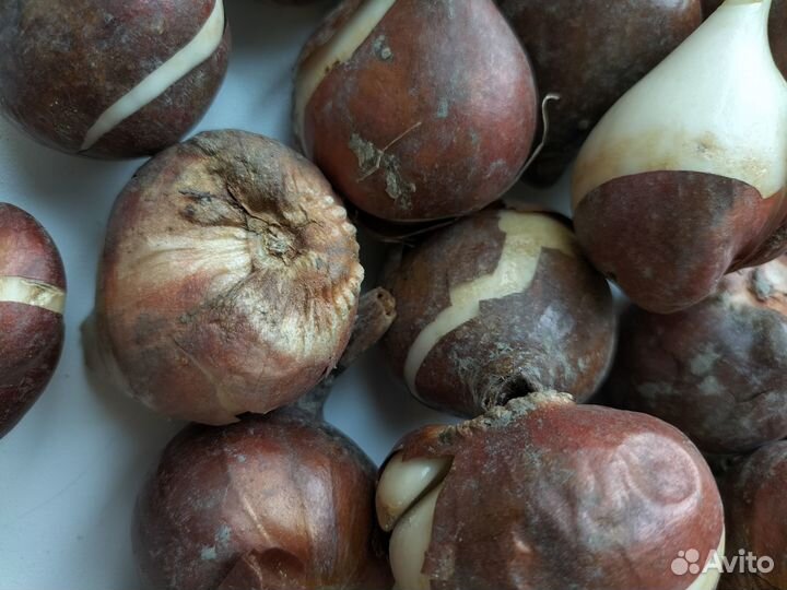 Луковицы тюльпанов оптом 10/11