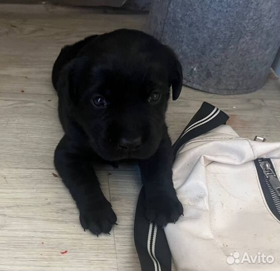 Щенки лабрадора