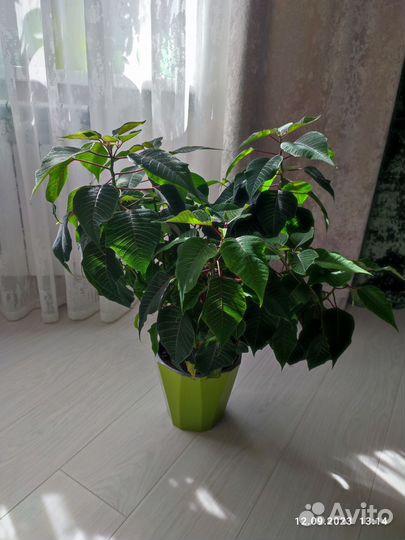 Рождественская звезда