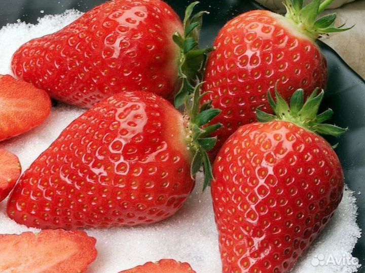 Рассада ремонтантной клубники