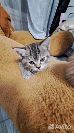 Шатланские котята