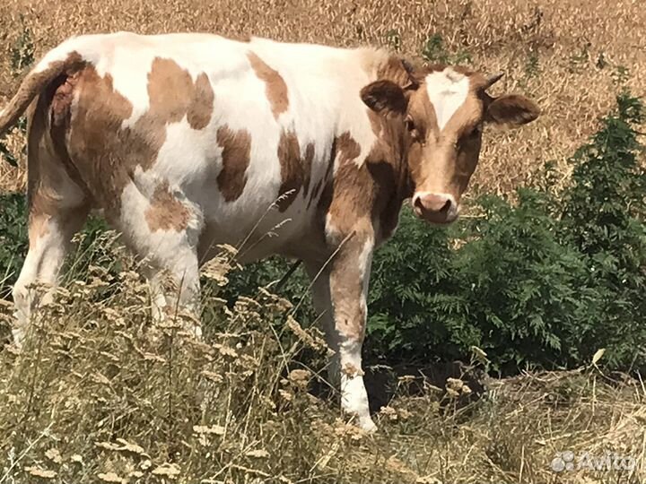 Бык и тельки