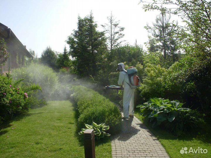Уничтожение клещей, тараканов, клопов