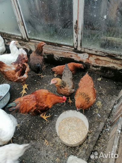 Куры молодки домашние